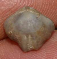 Rhynchonella uta
