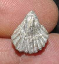 Lamellaerhynchia picteti
