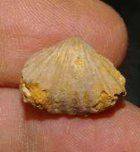 Rhynchonella Dumortieri