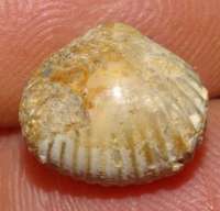 Rhynchonella concinna, Balin oolithe