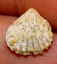 Rhynchonella palma