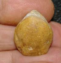 Terebratula, Jurassic, Callovian, Balin Ootolite