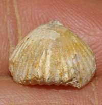 Rhynchonella sublacunosa