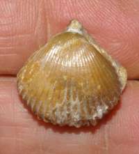 Rhynchonella plicatella