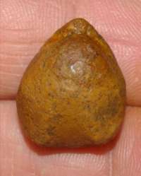 fossil Terebratula