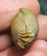 Rhynchonella