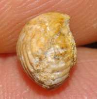 Rhynchonella sp