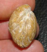 Caryona balinensis