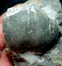 Cyrtospirifer bisellatus