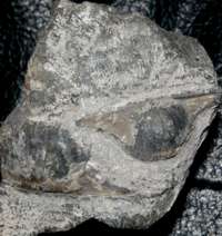Devonian fossils brachiopods