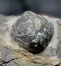 Praewaagenoconcha speciosa