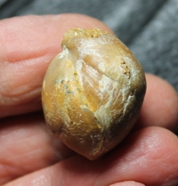 Sphaeroidothyris