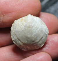 Atrypa nieczlaviensis