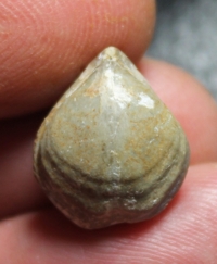 Silurian fossil brachiopod