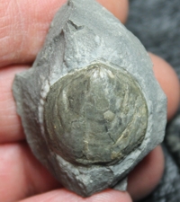 Devonian brachiopods