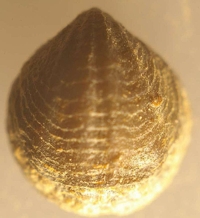  Anoplotheca lepida, fossil brachiopod for sale