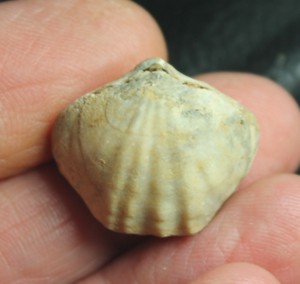 Fortunella monsalvensis, fossils brachiopods