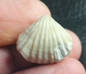 oxfordian brachiopod
