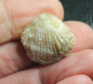 fossil brachiopod