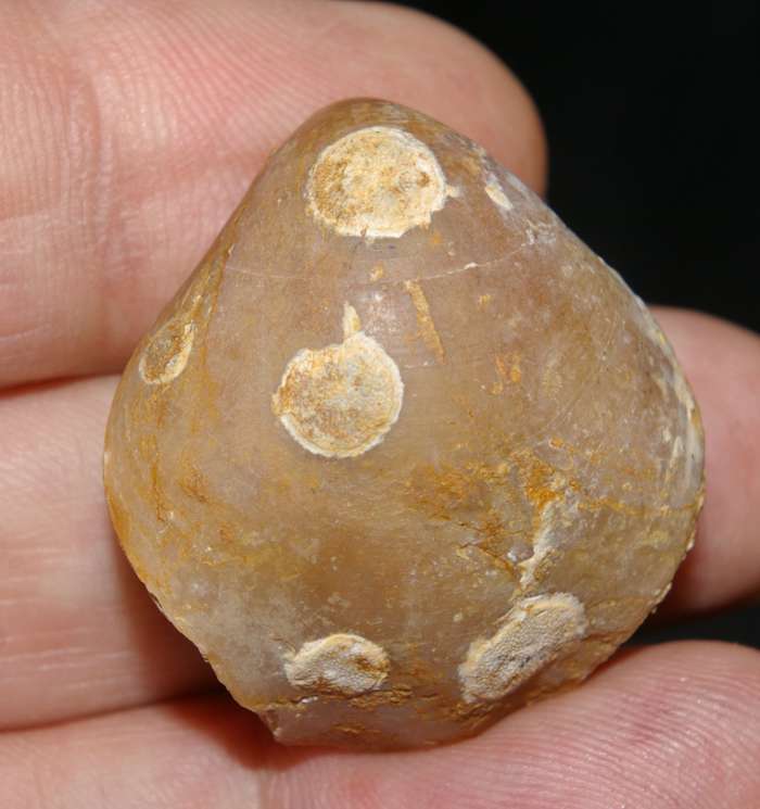 Hyporosopora radomensis