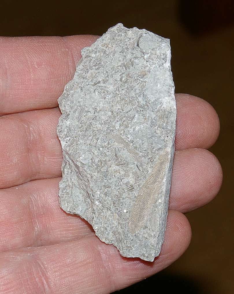 Fossil Bryzoan.jpg