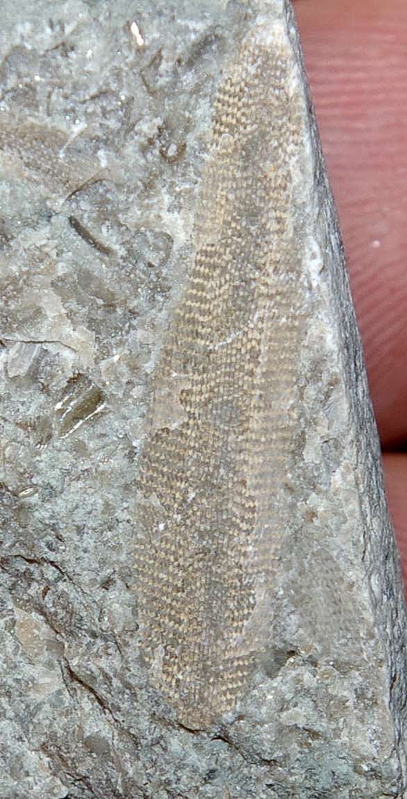 Fossils Bryzoans.jpg