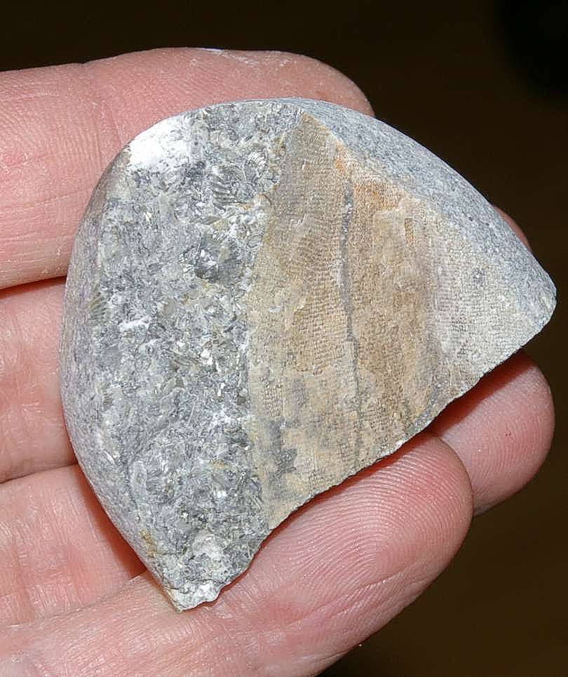 Fossil Bryzoan.jpg
