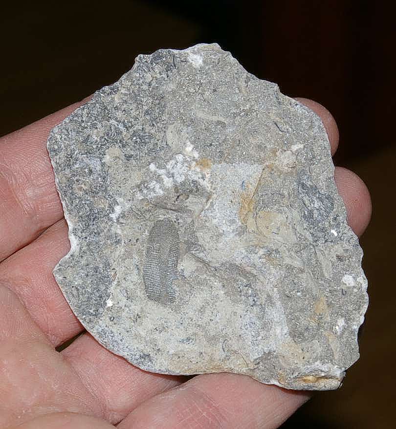 Fossil Bryzoan.jpg