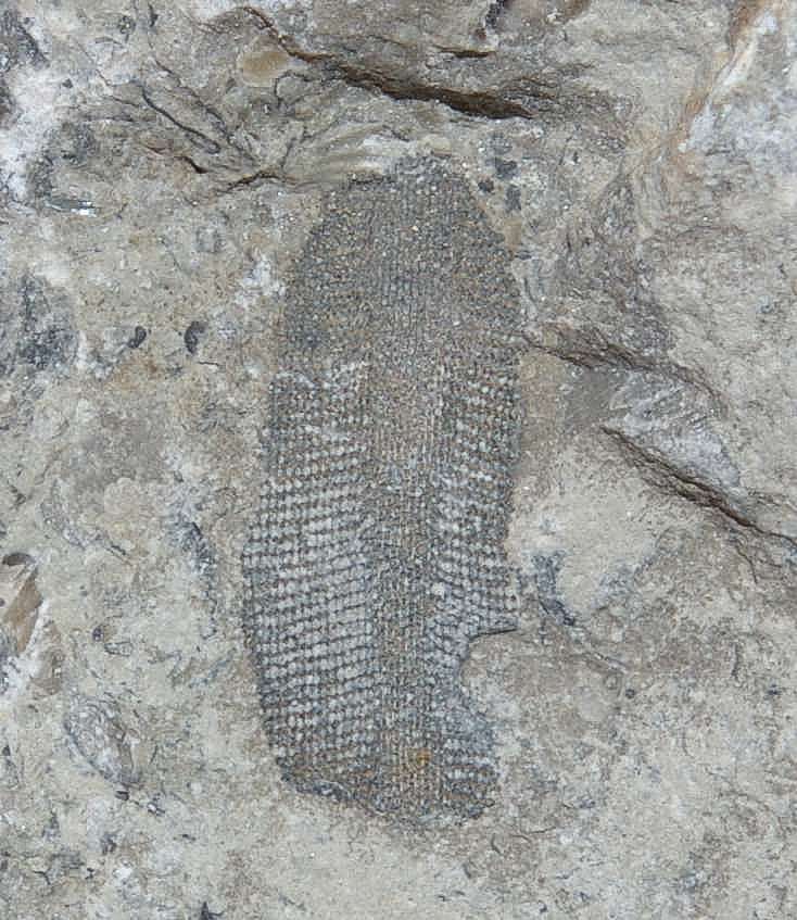 Fossils Bryzoans.jpg