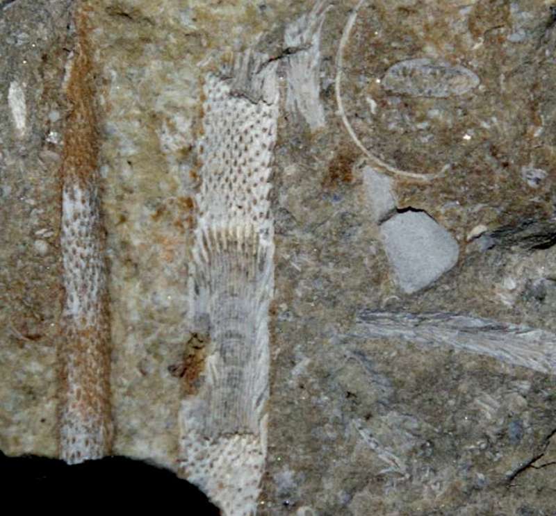 Fossil Bryzoan.jpg