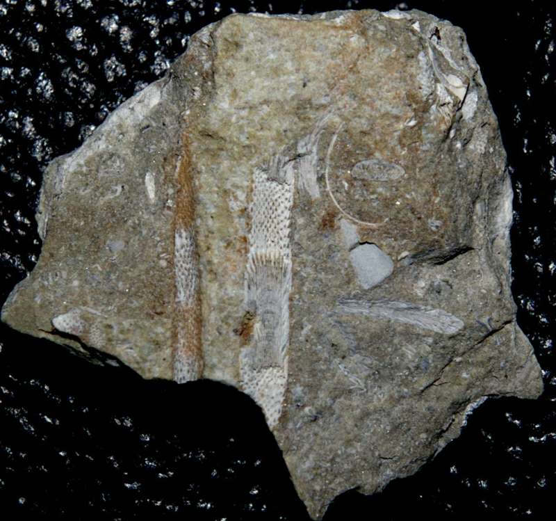 Fossil Bryzoan.jpg