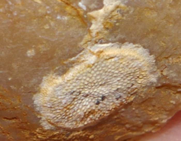 Fossils bryozoans