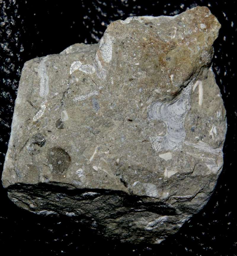 Fossil Bryzoan.jpg
