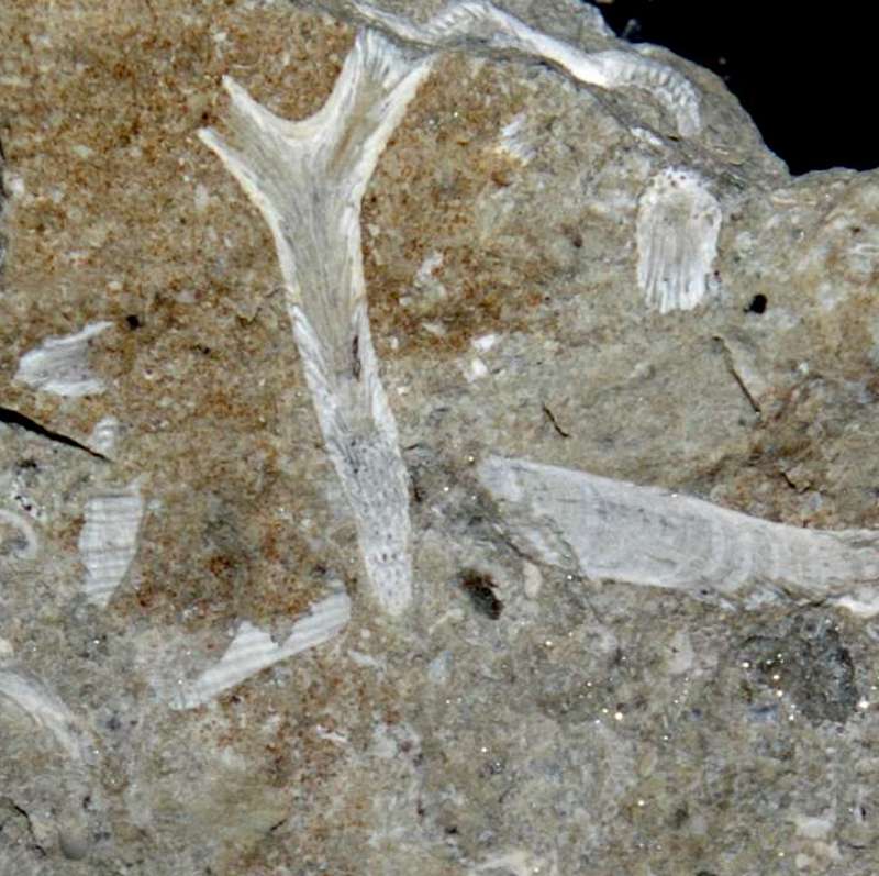 Silurian Bryzoan.jpg