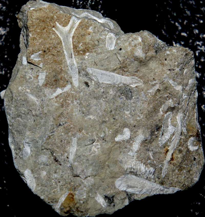 Silurian Bryzoan.jpg