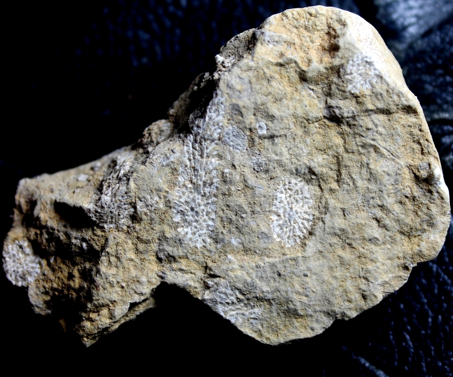 Fossils bryozoans