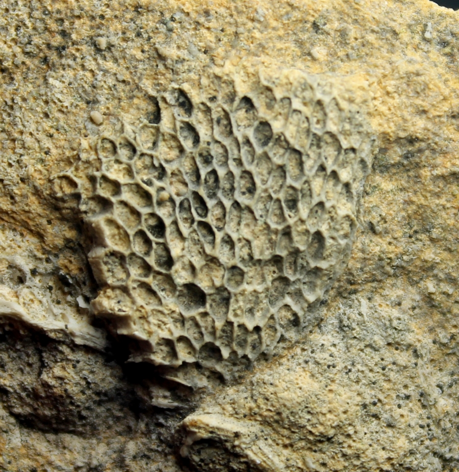 Fossil Bryozoan