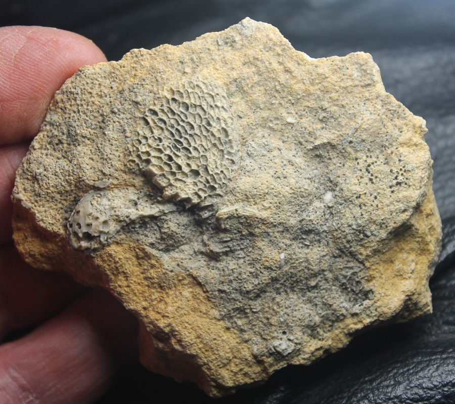 Fossil Bryozoan