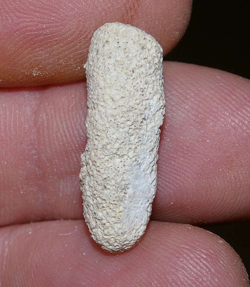 Fossil Bryzoan.jpg