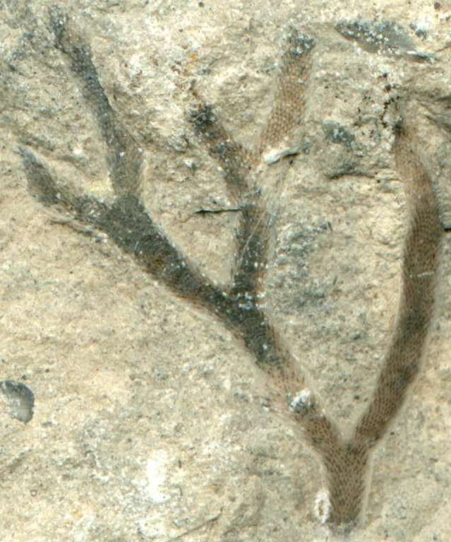 photos/bryoz5.jpg