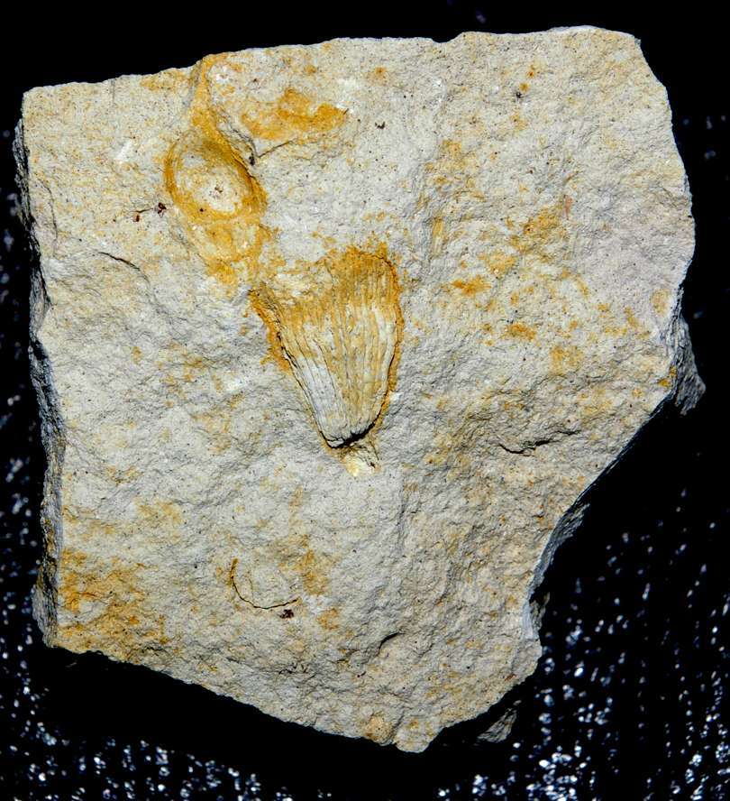 Marsupites ornatus