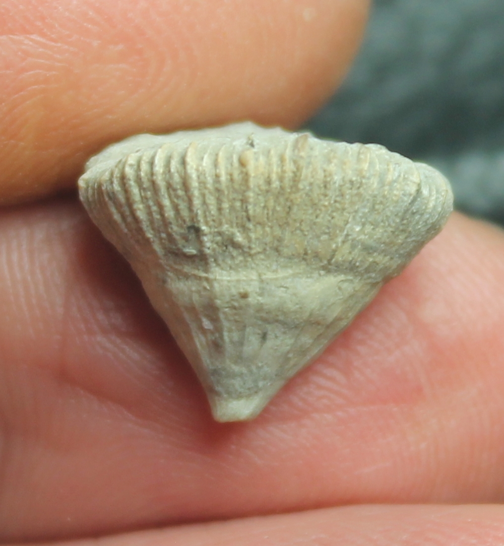 Placosmiliopsis bilobatus