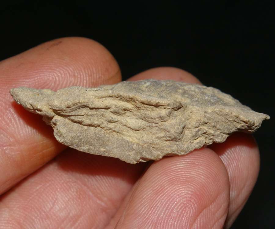 Cyathoseris gracilis