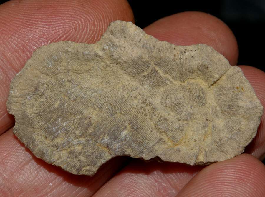 Eocene fossil coral