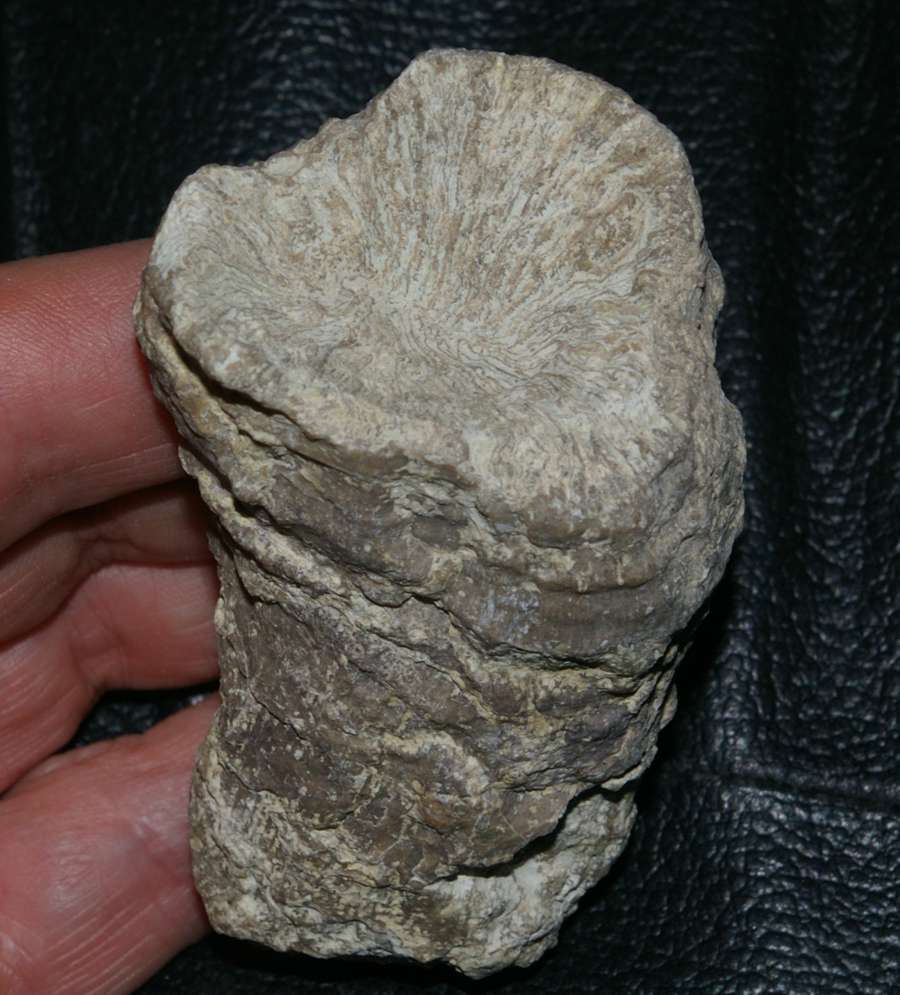  Trochoseris distorta