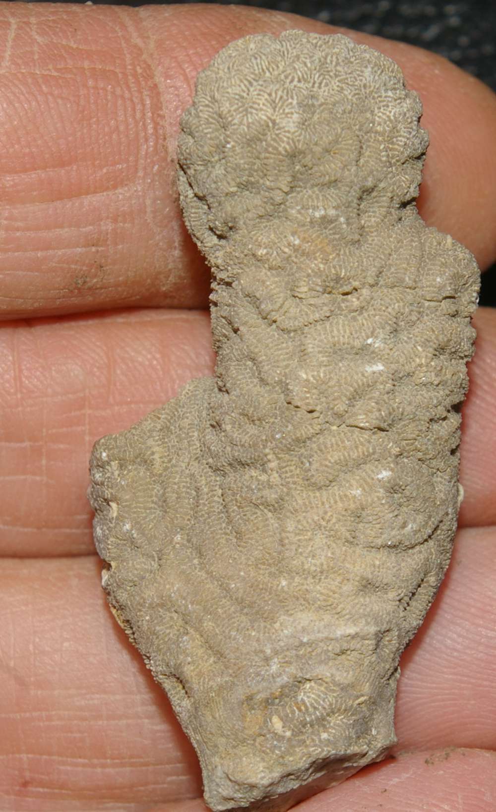 fossil coral