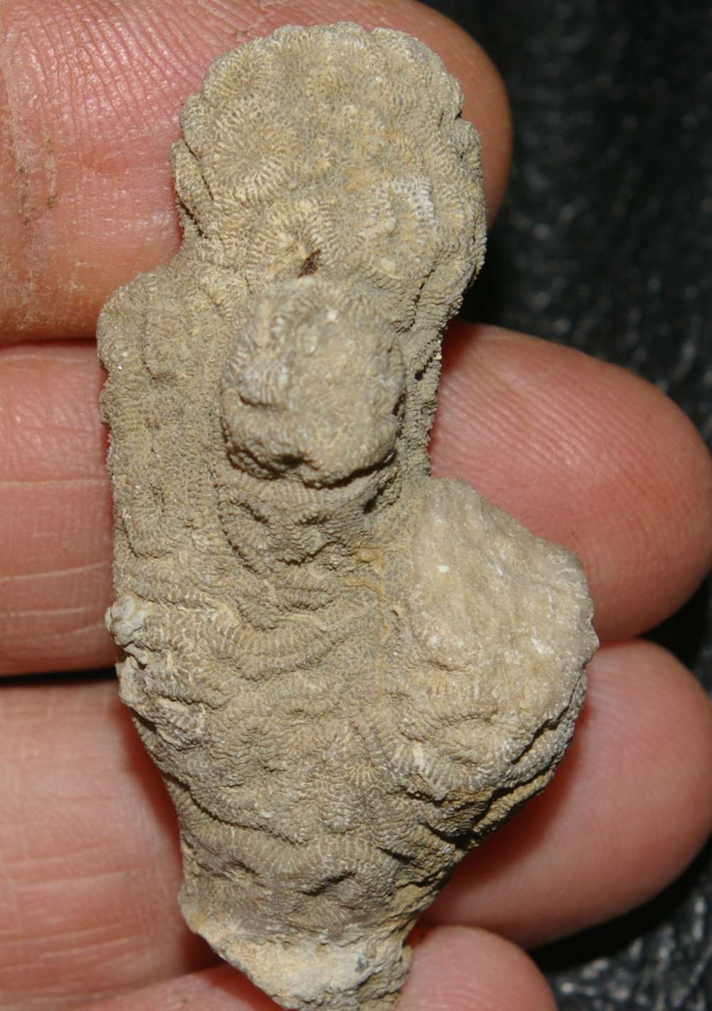 fossil coral