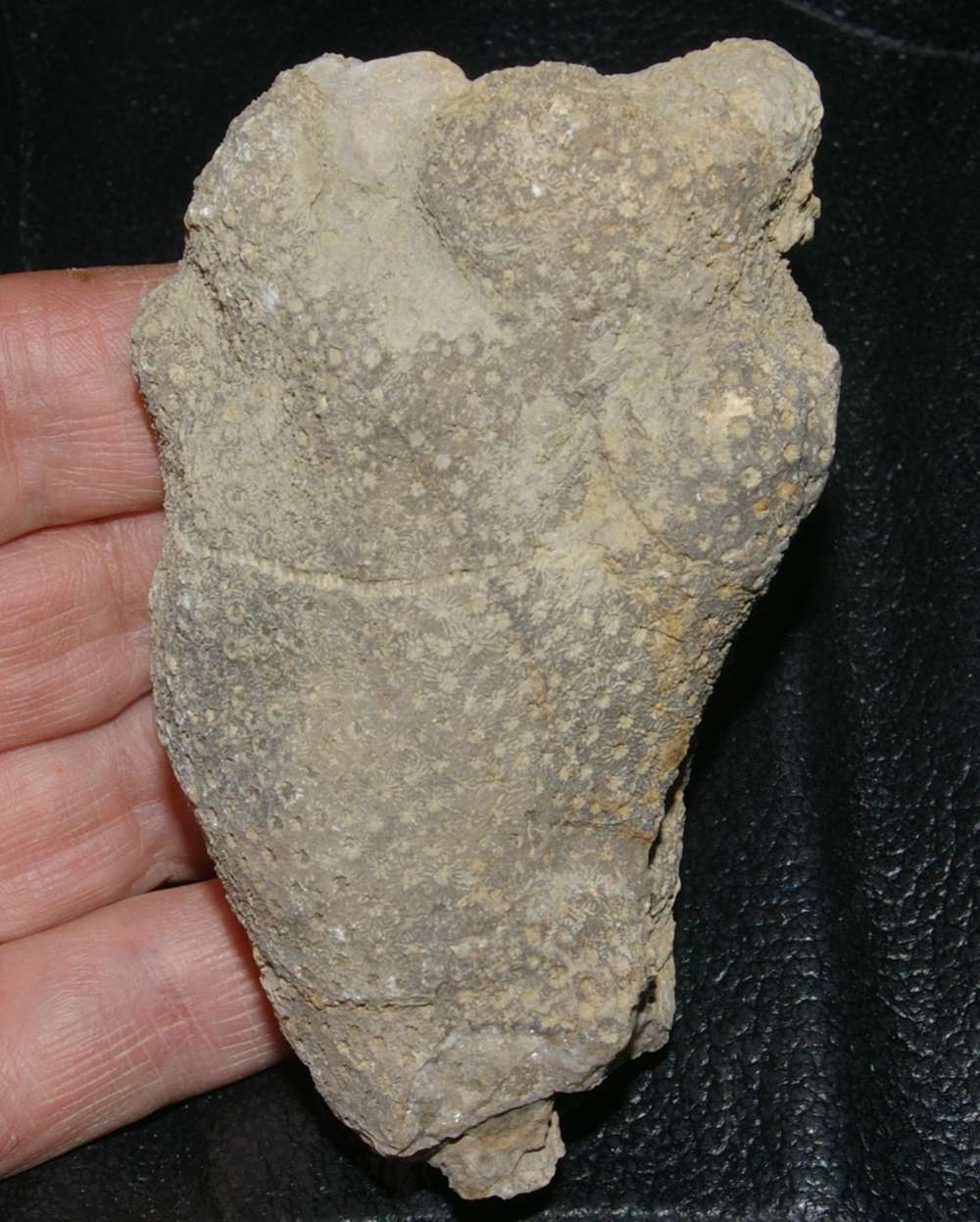 fossil coral