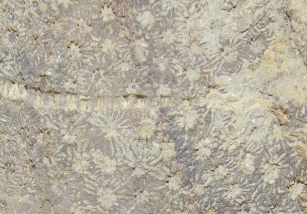 fossil coral