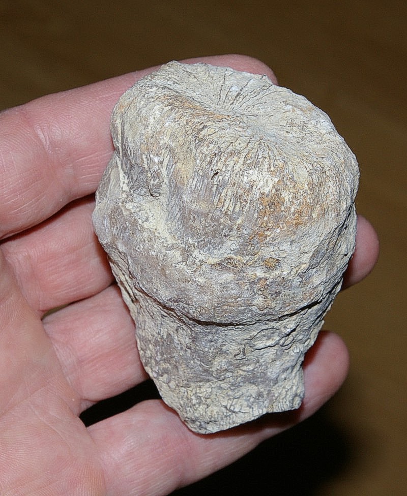 Montlivaltia potens